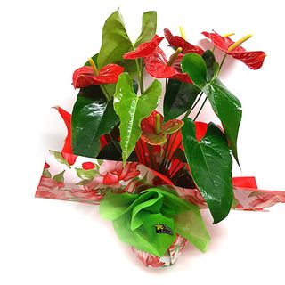 Anthurium