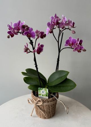 Phalaenopsis fioletowy