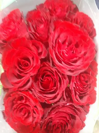12 pezzi rose rosso grande 
