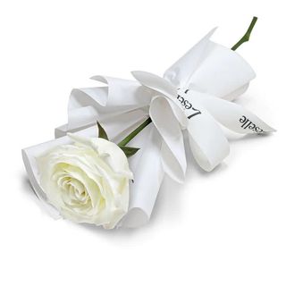 Fleur Blanc Individuelle Avec Carte