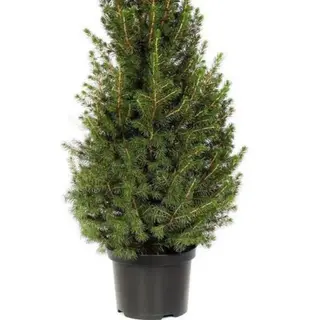 Albero di Natale 