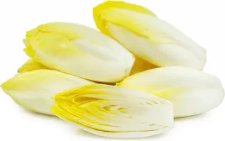 Indivia belga