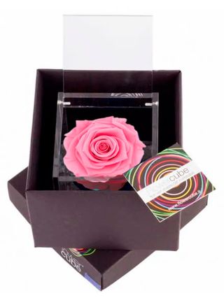 Rosa perfumada rosa mediana.