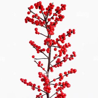 Ramo di ilex