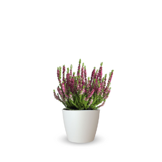Calluna 