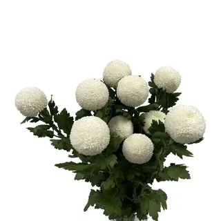 Mazzo di 10 Chrysanthemum ping pong.