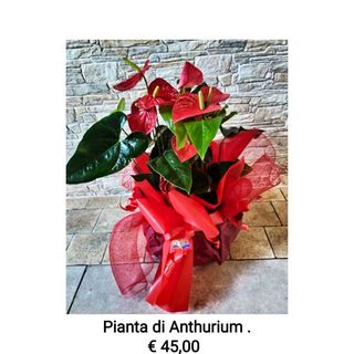 Pianta Anthurium 