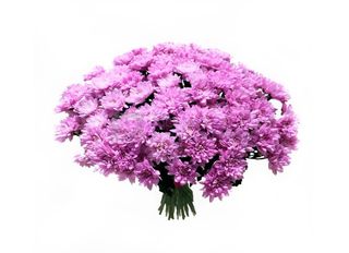 13 Хризантеми, Розови