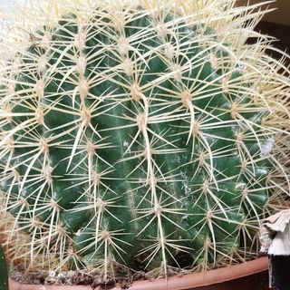 Pianta grassa conosciuta come cuscino della suocera