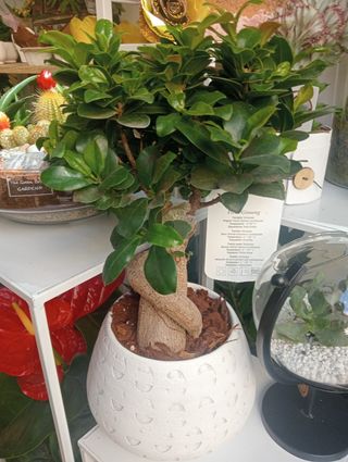 Bonsai di ginseng con vaso