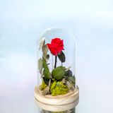 Cúpula MP Mediana Con Rosa Roja