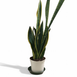 Sansevieria 