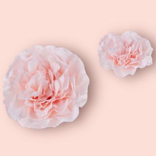 Goździk solo pudrowy róż  5 sztuk 