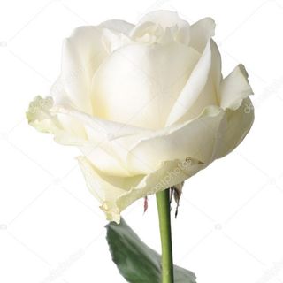 RÓŻA BIAŁA 7 SZTUK