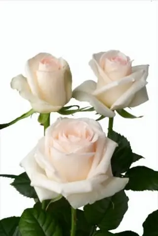 Ramo de tres rosas blancas