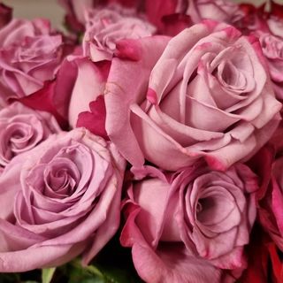 Buchet 11 trandafiri mov