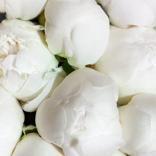 Біла півонія