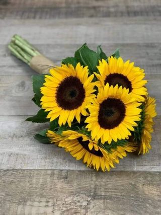 მზესუმზირა