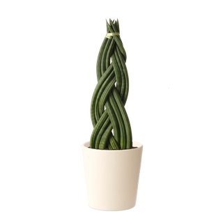 Sansevieria Cylindrica trenzada