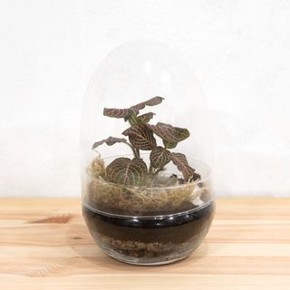 Microhabitat 