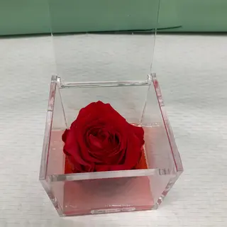 Rosa Rossa grande Stabilizzata 