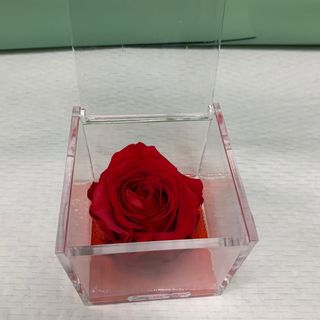 Rosa Rossa grande Stabilizzata 