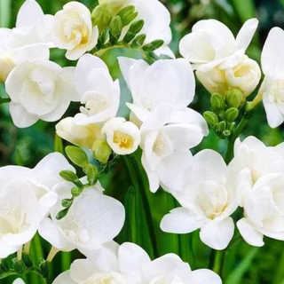 Cutie 11 frezii albe 