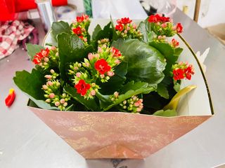 Kalanchoe rosso.