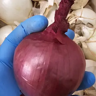 Cipolla rossa 500 gr 