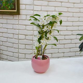 Planta ghiveci dendrobium cu vas ceramic