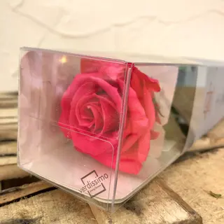 Rosa rosada clara