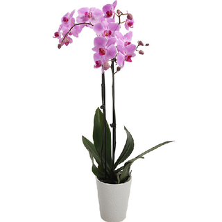 Orquídea Rosa