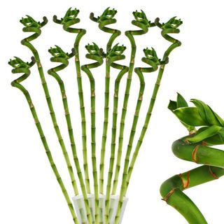 7 tiges de Bambou