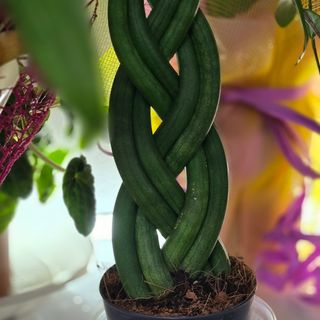 Сансевиера