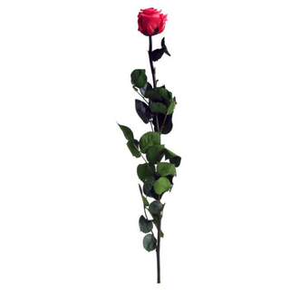 Rosa Eterna Rosa