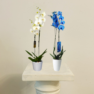 Orquídea Grande Sorpresa 