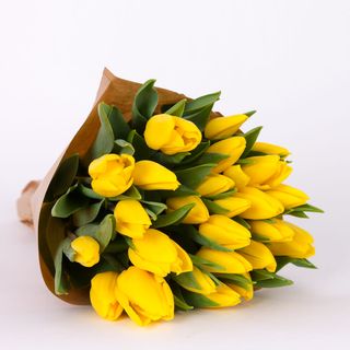 Tulipan żółty (15szt)