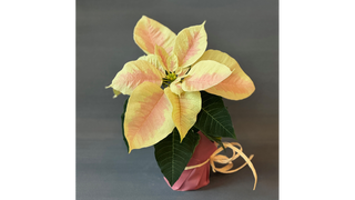 Poinsecja mini morelowa