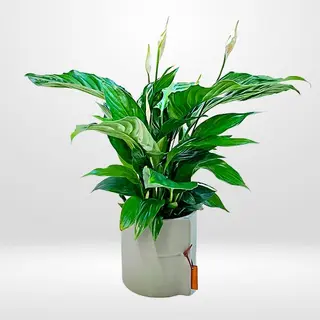 Spathiphyllum 