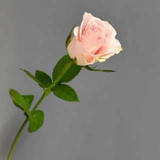 Троянда кенійська Пінк Атена, 1 шт