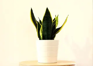 sanseveria piccola