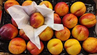Nocipesche gialle 1 kg