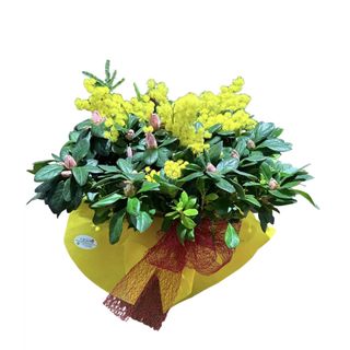 Azalea e mimosa per la Donna