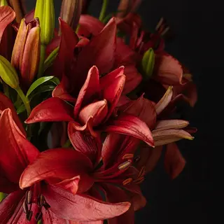 Tallo de lilium rojo