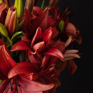 Tallo De Lilium Rojo