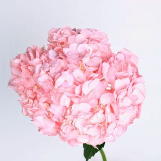 Гортензія рожева 