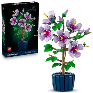 Hibiscus - 10372