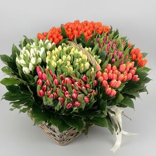 301 різнокольоровий тюльпан