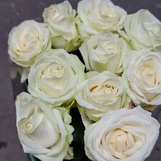 10  Rose  bianco.  Avalance