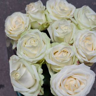 10  Rose  bianco.  Avalance